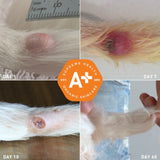 Augustine's Approved SuperHeal (2 sizes)