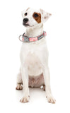 Fuzzyard Dog Collar - Pink Lemonade (3 sizes)